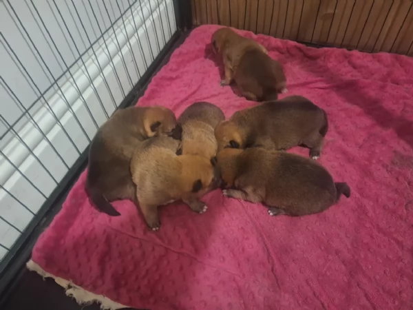 bellissimi cuccioli di shiba Inu per adozione | Foto 1