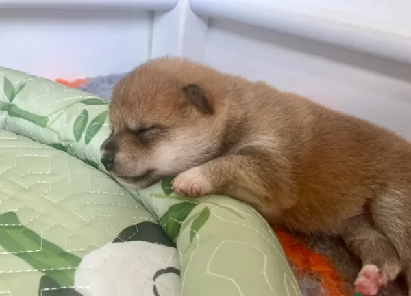 bellissimi cuccioli di shiba Inu per adozione | Foto 4