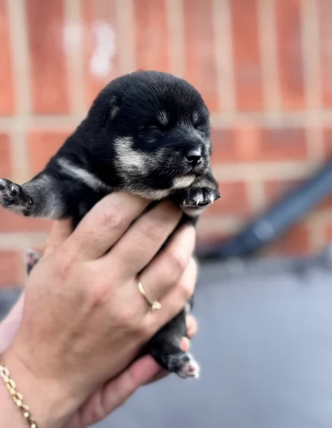 bellissimi cuccioli di shiba Inu per adozione