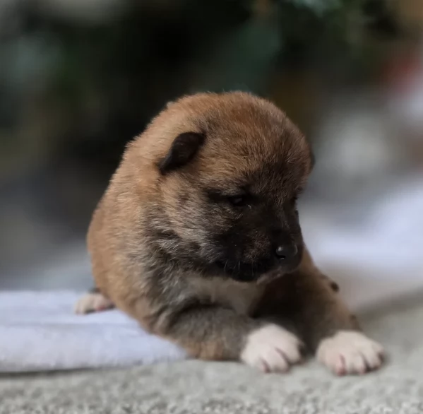 bellissimi cuccioli di shiba Inu per adozione | Foto 1