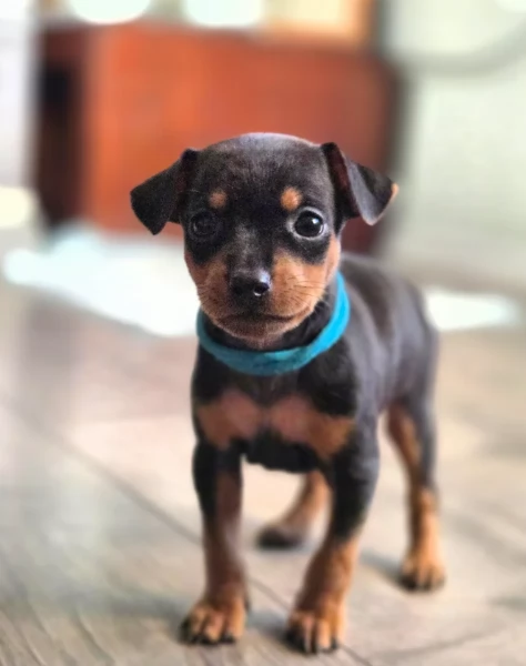 meravigliosi Pinscher per adozione | Foto 4