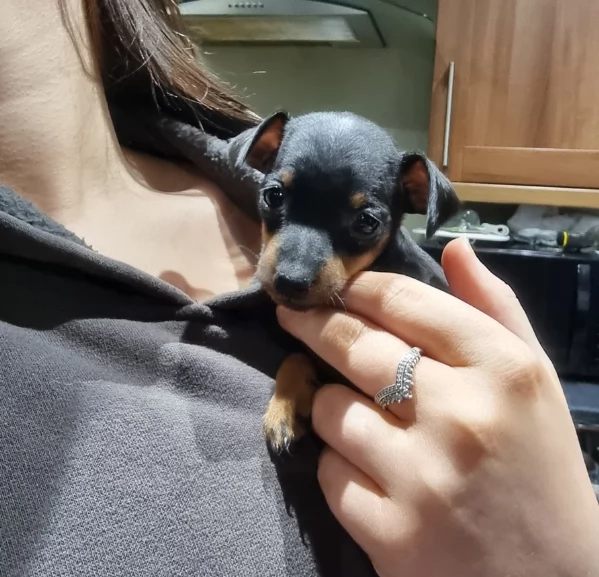 meravigliosi Pinscher per adozione