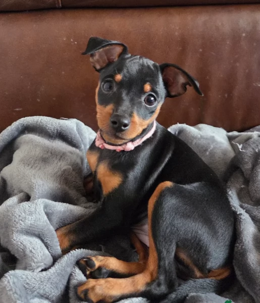 meravigliosi Pinscher per adozione