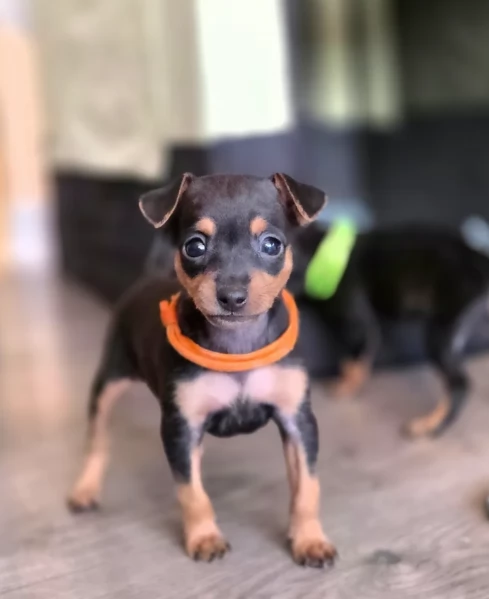 meravigliosi Pinscher per adozione