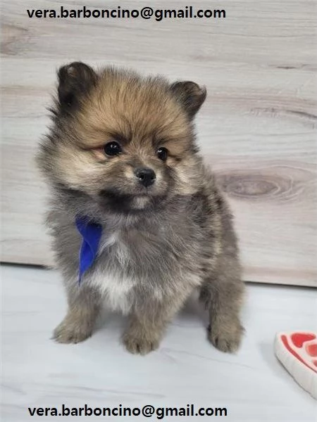  POMERANIA CUCCIOLI (MASCHIO E FEMMINA) bellissimi cuccioli di Pomerania, maschio e femmina, si cons