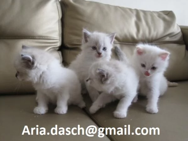 Dolcissimi Gattini Sacri di Birmania in Adozione!  Cerchiamo famiglie amorevoli per questi splendidi