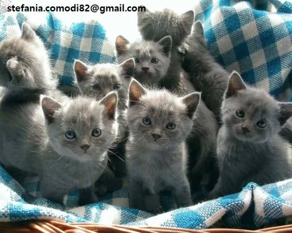  Gattini Certosini in Adozione Cerchiamo famiglie amorevoli per questi splendidi gattini certosini, 