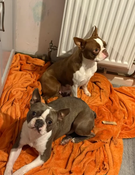 meravigliosi Boston Terrier per adozione | Foto 4