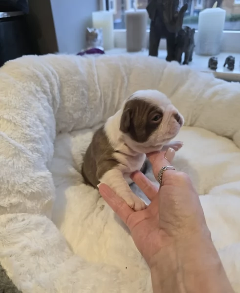 meravigliosi Boston Terrier per adozione | Foto 3