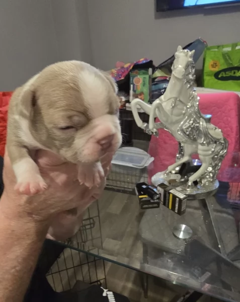 meravigliosi Boston Terrier per adozione | Foto 2