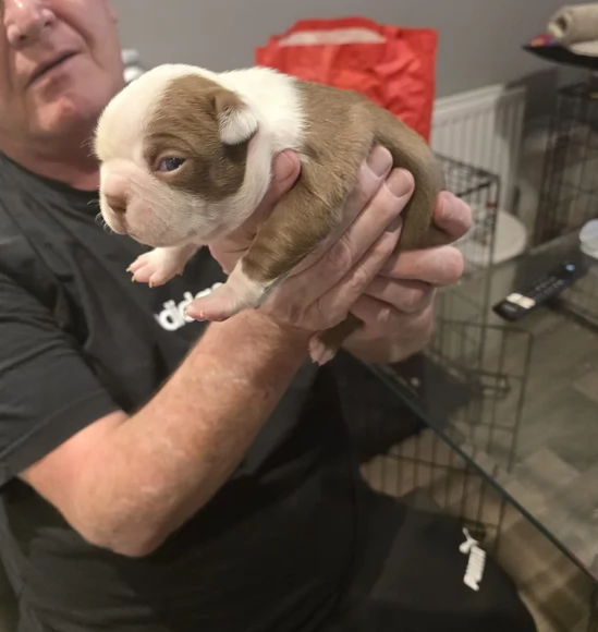 meravigliosi Boston Terrier per adozione | Foto 1