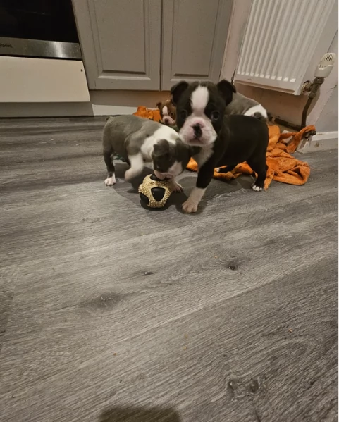 meravigliosi Boston Terrier per adozione | Foto 3