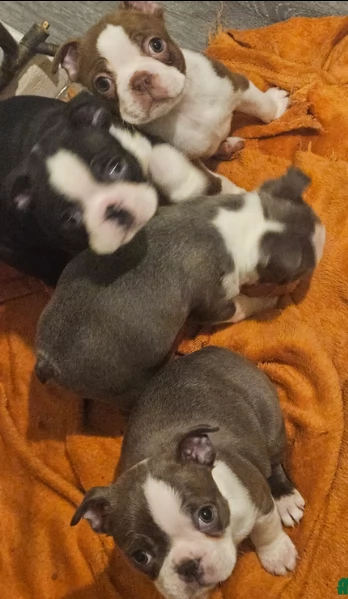 meravigliosi Boston Terrier per adozione