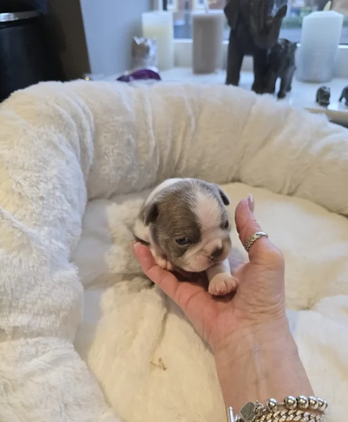 meravigliosi Boston Terrier per adozione | Foto 1