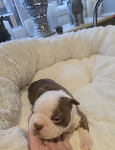 meravigliosi Boston Terrier per adozione | Foto 4