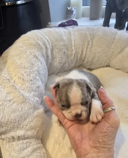 meravigliosi Boston Terrier per adozione | Foto 0