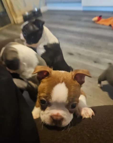 meravigliosi Boston Terrier per adozione | Foto 1