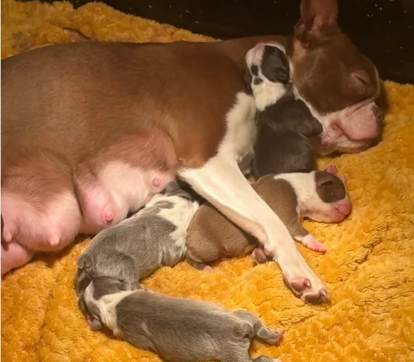 meravigliosi Boston Terrier per adozione