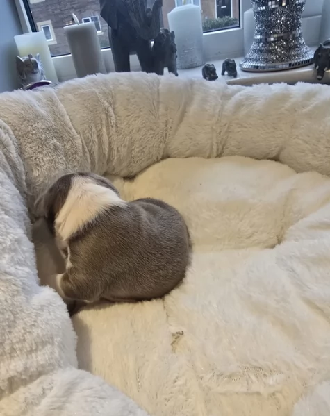 meravigliosi Boston Terrier per adozione | Foto 1