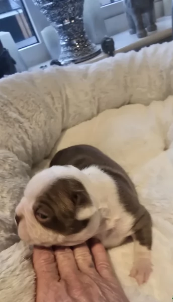 meravigliosi Boston Terrier per adozione | Foto 0