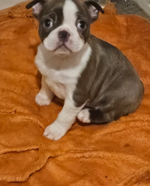 meravigliosi Boston Terrier per adozione | Foto 1