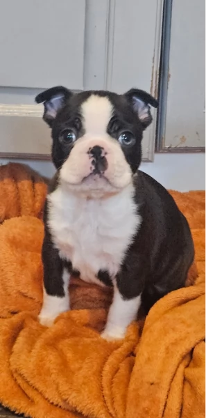meravigliosi Boston Terrier per adozione | Foto 0