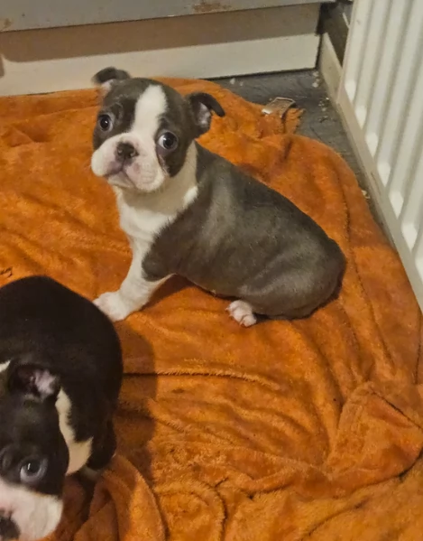 meravigliosi Boston Terrier per adozione | Foto 3