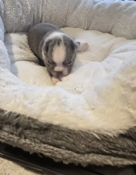 meravigliosi Boston Terrier per adozione | Foto 5