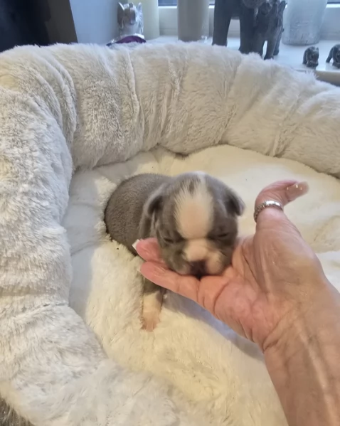 meravigliosi Boston Terrier per adozione | Foto 1