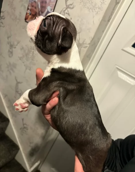 meravigliosi Boston Terrier per adozione | Foto 2