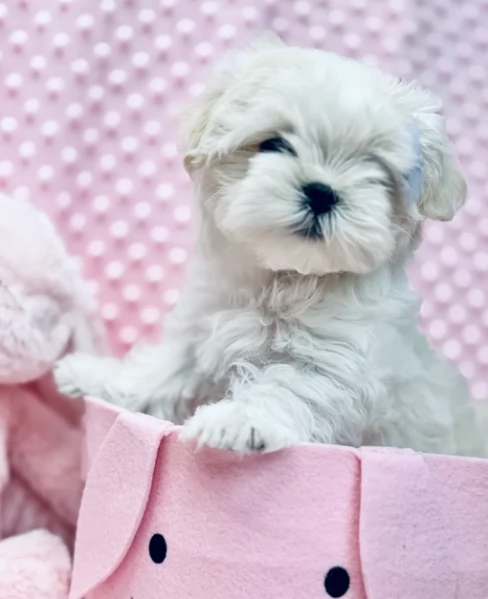 meravigliosi maltese per adozione | Foto 5