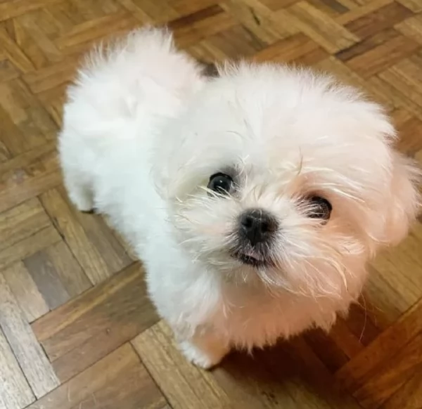 meravigliosi maltese per adozione