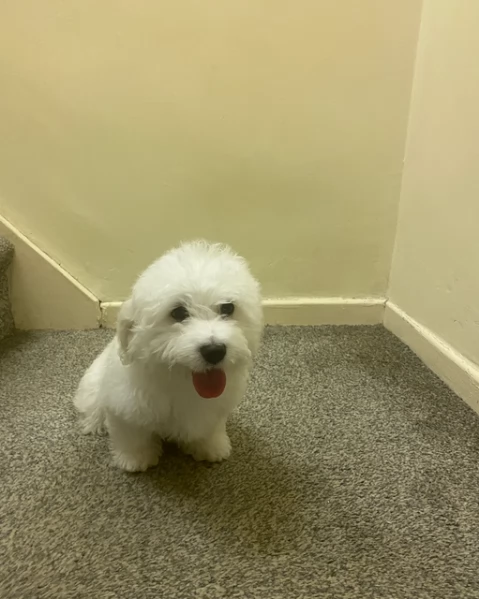 meravigliosi maltese per adozione | Foto 3