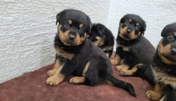 Splendidi Cuccioli di Rottweiler per adozione con Prima e Seconda Sverminazione | Foto 5