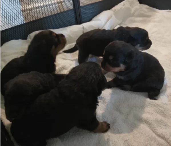 Splendidi Cuccioli di Rottweiler per adozione con Prima e Seconda Sverminazione | Foto 3