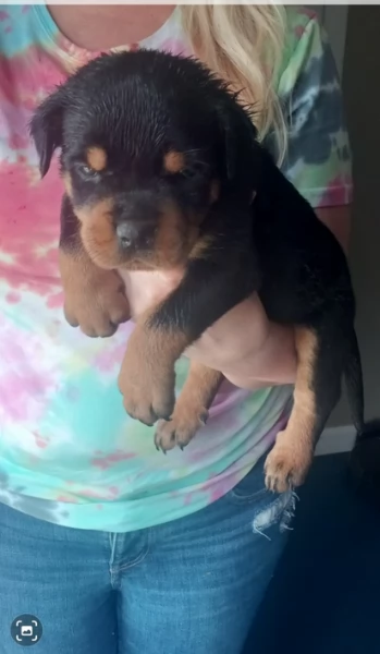 Splendidi Cuccioli di Rottweiler per adozione con Prima e Seconda Sverminazione