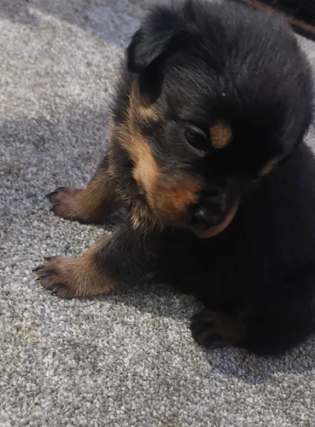 Splendidi Cuccioli di Rottweiler per adozione con Prima e Seconda Sverminazione | Foto 4