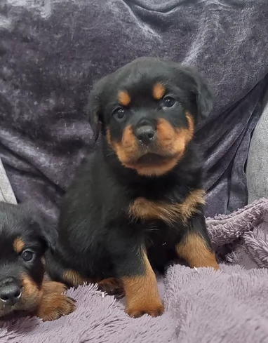Splendidi Cuccioli di Rottweiler per adozione con Prima e Seconda Sverminazione | Foto 3