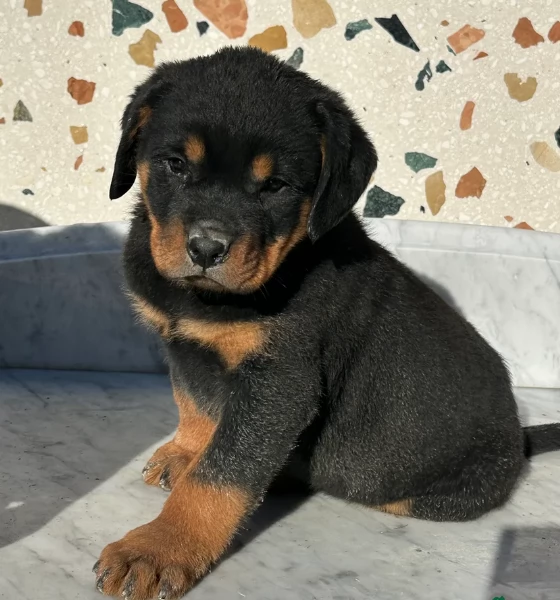Splendidi Cuccioli di Rottweiler per adozione con Prima e Seconda Sverminazione | Foto 2
