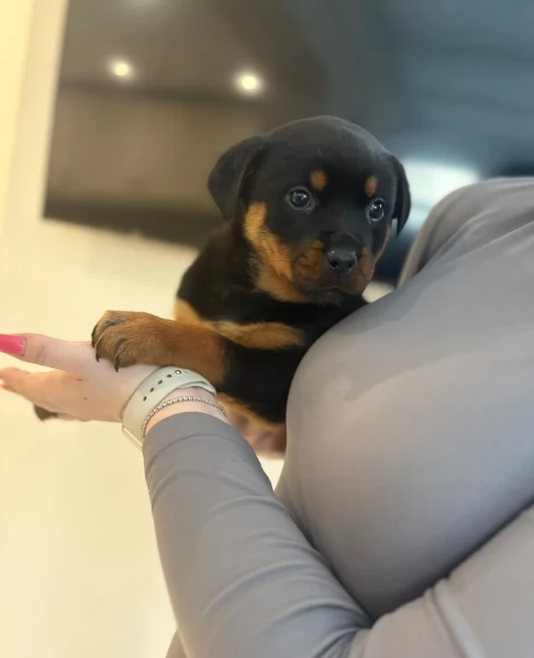 Splendidi Cuccioli di Rottweiler per adozione con Prima e Seconda Sverminazione | Foto 6