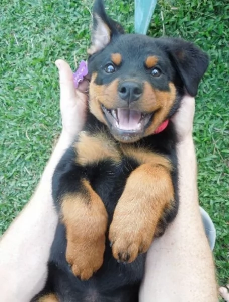 Splendidi Cuccioli di Rottweiler per adozione con Prima e Seconda Sverminazione | Foto 1