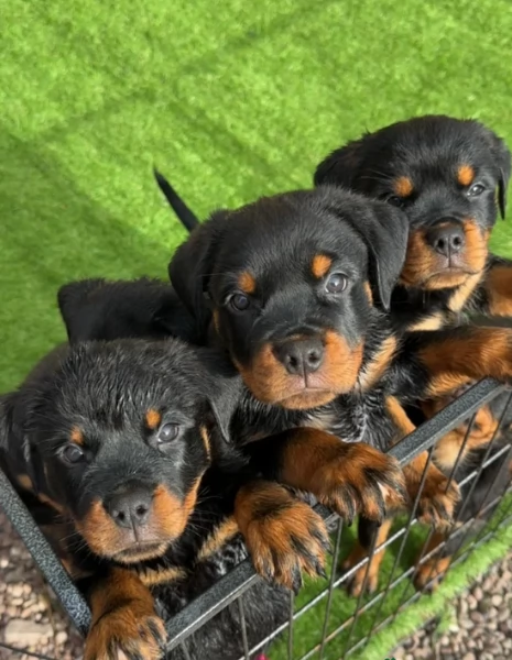 Splendidi Cuccioli di Rottweiler per adozione con Prima e Seconda Sverminazione | Foto 4