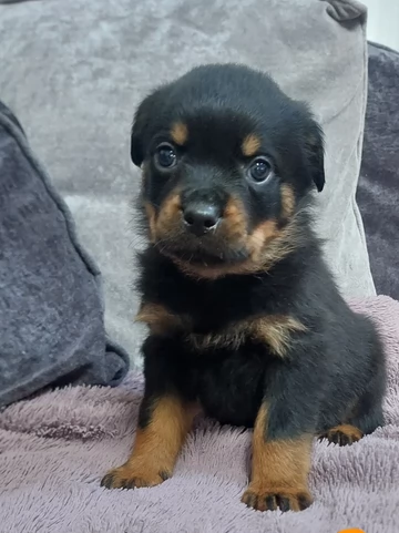 Splendidi Cuccioli di Rottweiler per adozione con Prima e Seconda Sverminazione | Foto 2