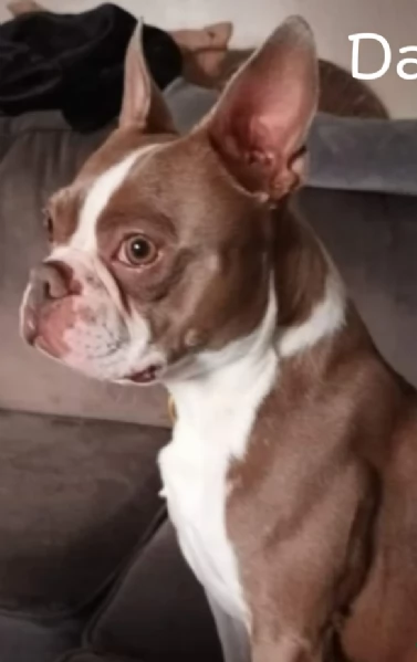 Boston Terrier ALLEVATI CON AMORE per adozione | Foto 0