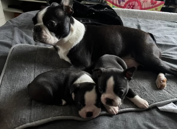 Boston Terrier ALLEVATI CON AMORE per adozione | Foto 1