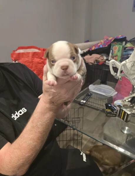 Boston Terrier ALLEVATI CON AMORE per adozione | Foto 0