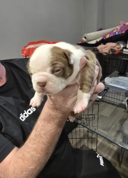 Boston Terrier ALLEVATI CON AMORE per adozione | Foto 0