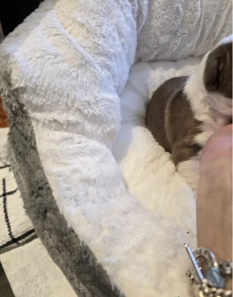 Boston Terrier ALLEVATI CON AMORE per adozione