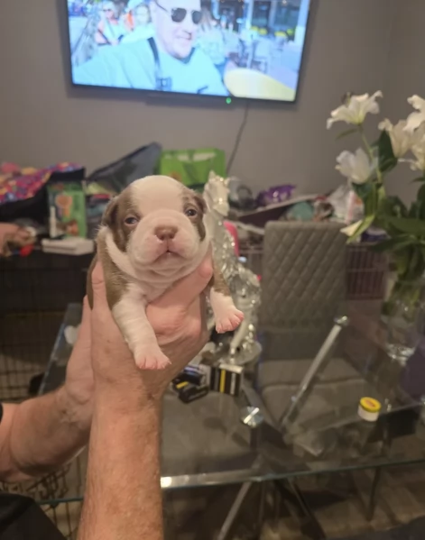 Boston Terrier ALLEVATI CON AMORE per adozione | Foto 6