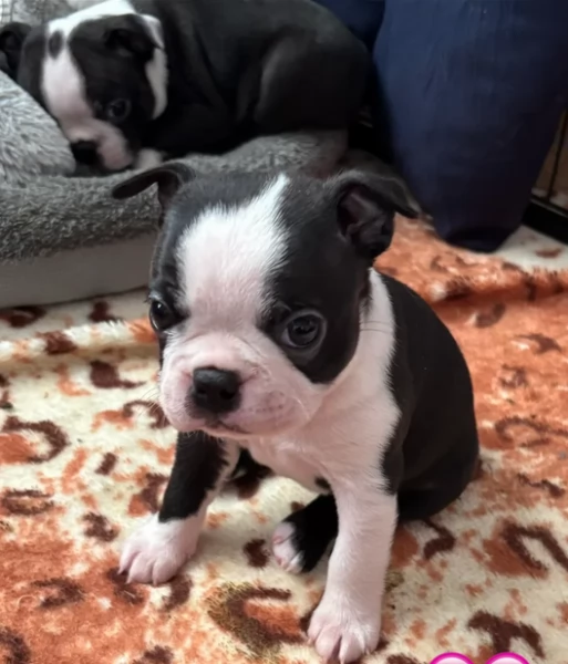 Boston Terrier ALLEVATI CON AMORE per adozione | Foto 4